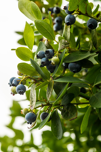 Fresh blueberries growing on the bush
