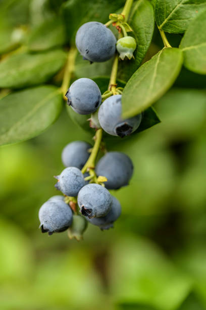 istock Fresh blueberries growing on the bush 1401786276