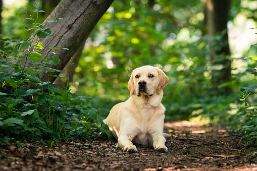 Two years old male Labrador Golden Retriever crossbreed in the forest