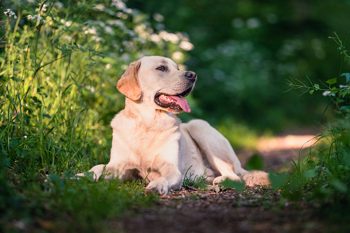 Two years old male Labrador Golden Retriever crossbreed in the forest