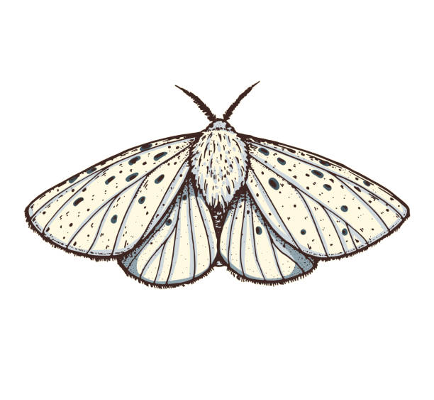 ilustraciones, imágenes clip art, dibujos animados e iconos de stock de ilustración vectorial dibujada a mano por la polilla del armiño blanco. mariposa spilosoma lubricipeda. - insect moth nature ermine moth