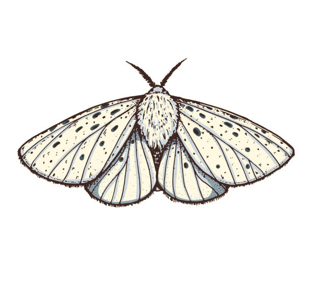 화이트 에르민 나방 손으로 그린 벡터 일러스트레이션. spilosoma lubricipeda 나비. - moth stock illustrations