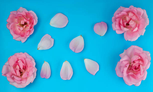 istock rose flowers and petals separately, on a blue background 1401788318