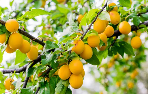 Cherry plum fruits on a tree branch, fruit tree,yellow plums.