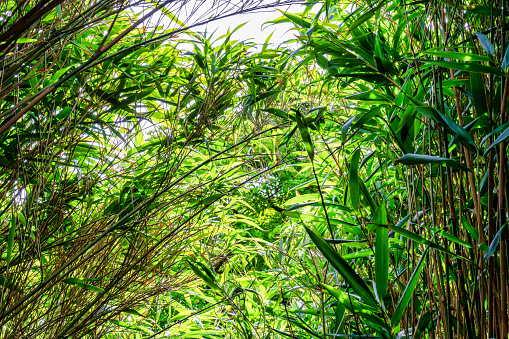 A canopy of green bamboo leaves
