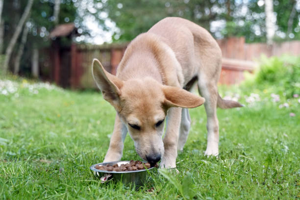 istock Red dog puppy eats food on the grass 1401790045