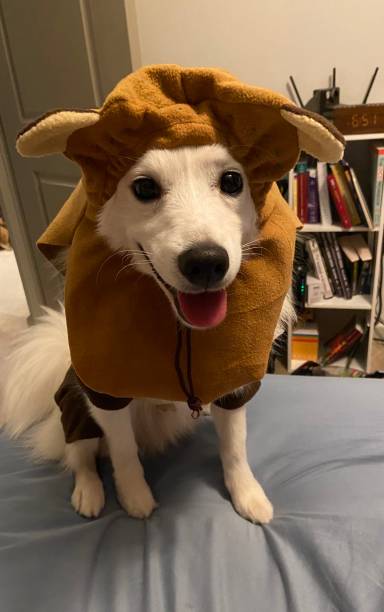 istock American Eskimo puppy wearing a Halloween costume. 1401790182