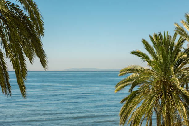 palmeras sobre fondo azul marino - marbella fotografías e imágenes de stock