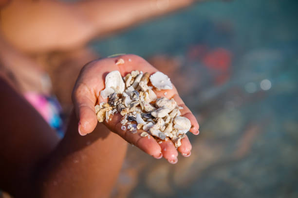 Sea shells on the palm of the hand with the clean water.