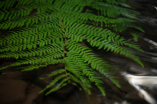 Image with a xaxim fern leaf (Dicksonia sellowiana) over the water