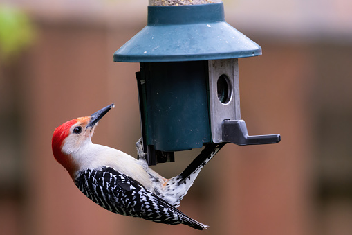 A red-bellied woodpecker on a bird feeder