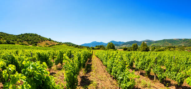 istock Panorama of a vineyard in spring. Agriculture. 1401791469