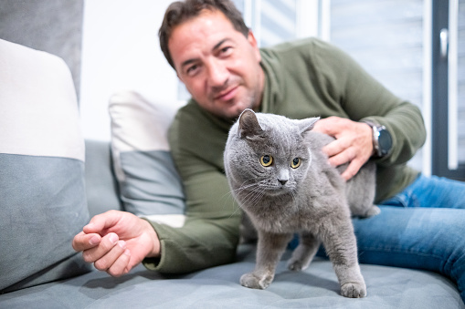 British Shorthair Cat play on the couch with young man
