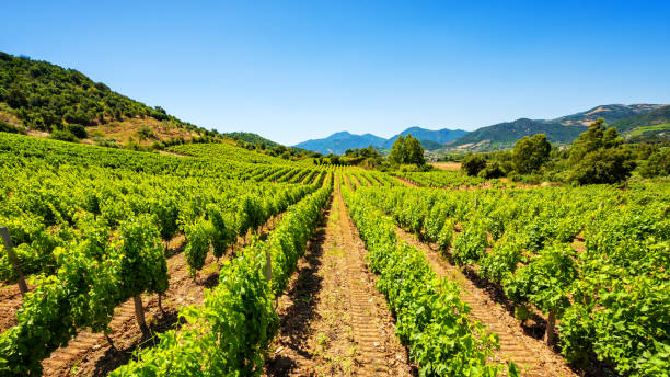 istock Panorama of a vineyard in spring. Agriculture. 1401791471