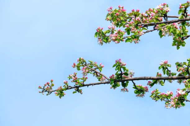 Blossoming apple tree against the blue sky. Spring floral background