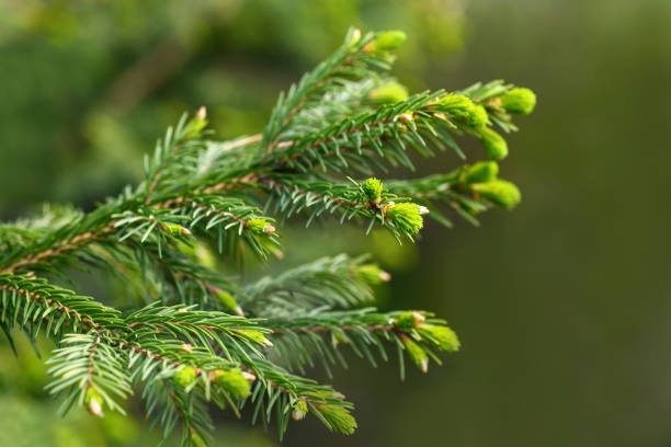 緑の背景にクローズアップされた針葉樹の枝 - brown pine cone seed plant ストックフォトと画像