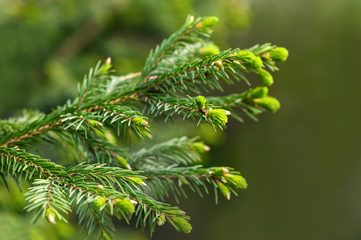 Branch of a coniferous tree close-up on a green background