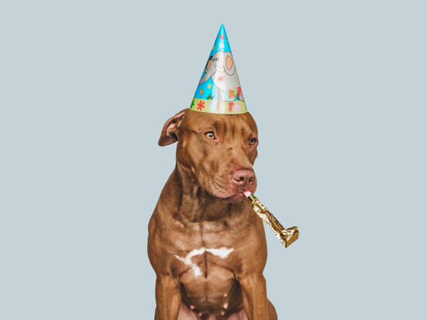 愛らしい、かわいい茶色の子犬とパーティーの帽子 - 11250 ストックフォトと画像