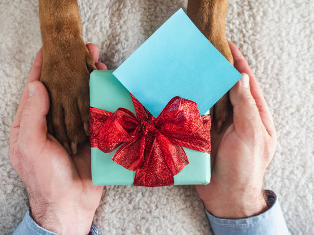 istock Dog paws, male hands and gift box 1401792268