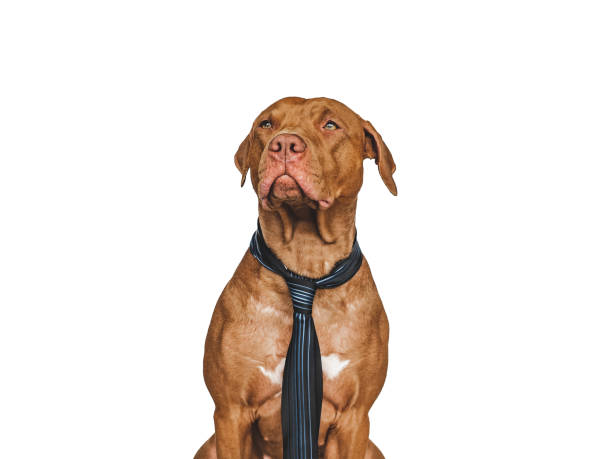 istock Lovable, pretty brown puppy and tie. Close-up 1401792304