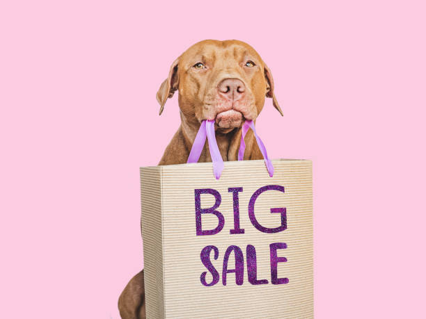 istock Lovable, pretty brown puppy and shopping bag 1401792334