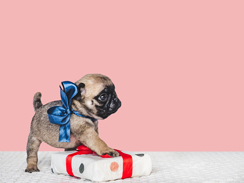 Lovable, pretty puppy and bright gift box. Close-up, indoors, studio photo. Day light. Concept of care, education, obedience training and raising pets