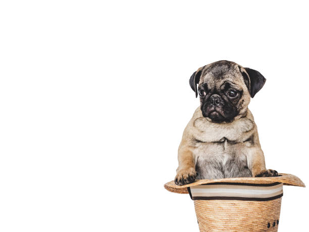 istock Lovable, pretty puppy and sun hat. Close-up, indoors 1401792376