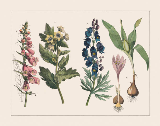 ilustraciones, imágenes clip art, dibujos animados e iconos de stock de varias plantas venenosas, cromolitografía, publicada en 1891 - colchicaceae