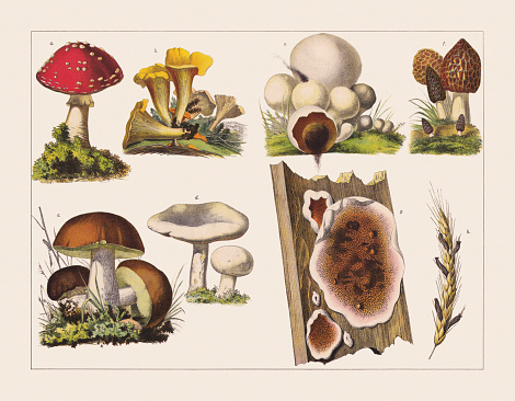 Various edible and inedible mushrooms (Amanitaceae, Hydnaceae, Boletaceae, Agaricaceae, Morchellaceae, Serpulaceae, Clavicipitaceae): a) Fly agaric (Amanita muscaria); b) Chanterelle (Cantharellus cibarius); c) Porcini (Boletus edulis); d) Field mushroom, or meadow mushroom (Agaricus campestris); e) Puffball (Bovista); f) Morel (Morchella esculenta); g) Dry rot (Serpula lacrymans); h) Ergot fungus (on ears of rye, Claviceps purpurea). Chromolithograph, published in 1891.