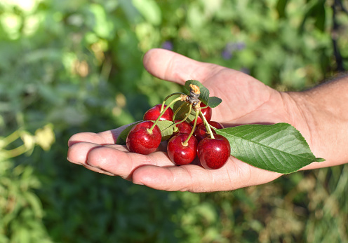 The hand holds ripe fresh cherries. ingathering