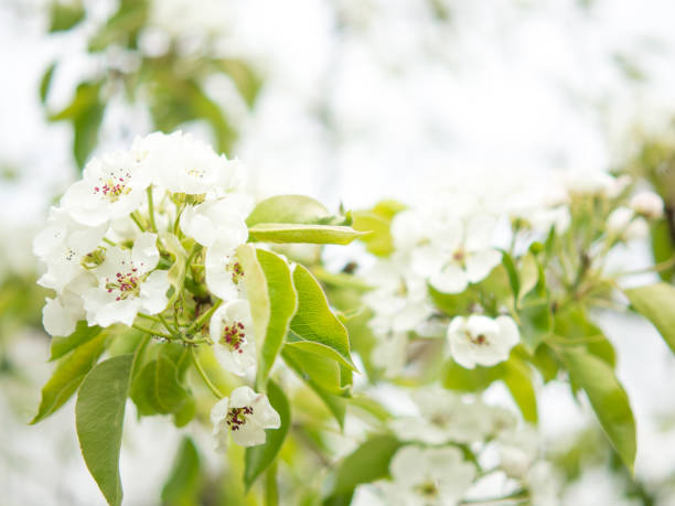 istock Beautiful pear flowers on a blurred calm background. pear blossom copy space 1401794883