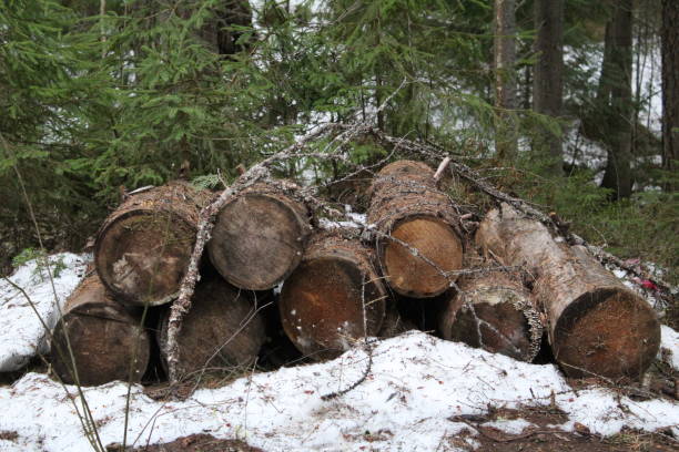 istock a stack of wooden lumber in the forest in spring 1401794928