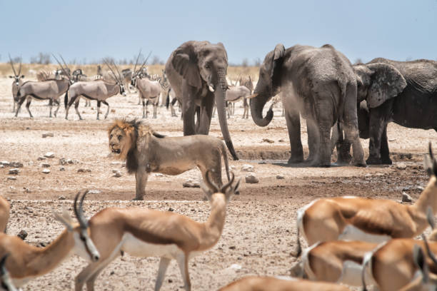 l’éléphant défend le point d’eau contre le lion, l’oryx et les impalas. parc national d’etosha, namibie, afrique - parc national detosha photos et images de collection