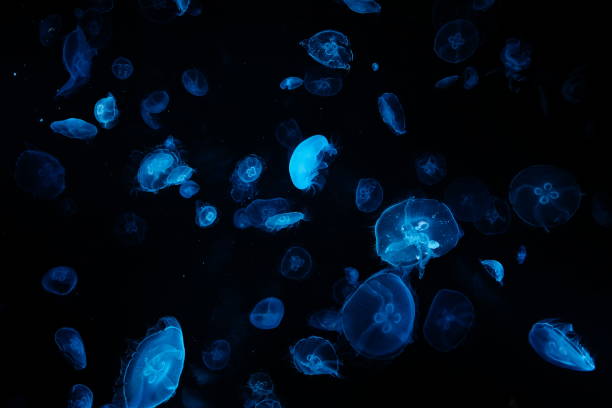 istock Jellyfish colors 1401796383