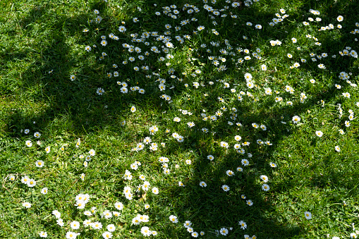 Dappled spring light on a daisy covered lawn.