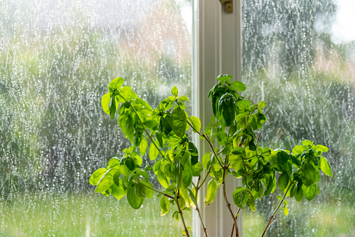 Basil herb growing in a domestic English kitchen with rain falling on the window to the garden.