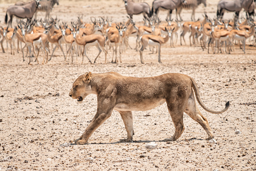 Lioness in front of waterhole with herds of elephants, oryx and impalas. Etosha national park, Namibia, Africa