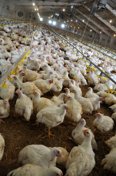 istock Farm for growing broiler chickens 1401797136