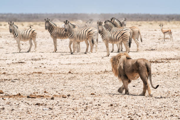 лев пытается охотиться на зебр и импал в национальном парке этоша, намибия, африка - safari animals arid climate animal mammal стоковые фото и изображения