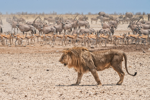 Lion in front of waterhole with herds of elephants, oryx and impalas. Etosha national park, Namibia, Africa
