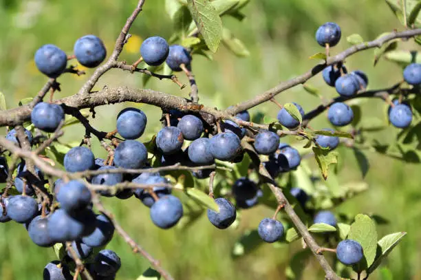 On the branch bush mature berries blackthorn. Food, honey, medicinal, tannidonosnaya, coloring, decorative, phytomilylorative plant.