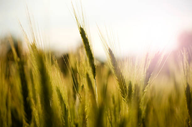istock Close-up of beautiful rye ears. Selective focus. 1401797996