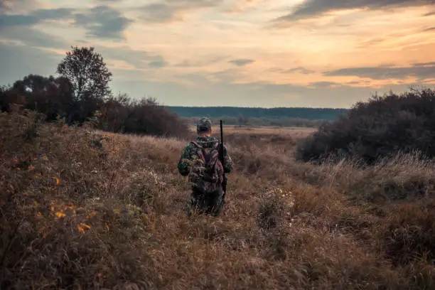 Hunter man in camouflage with shotgun creeping through tall reed grass and bushes with dramatic sunset  during hunting season