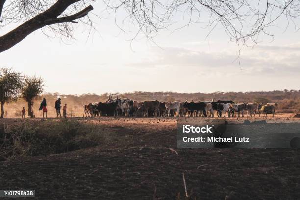 Maasai Herdsmen Herding A Herd Of Cows In The Dry Season Stock Photo - Download Image Now