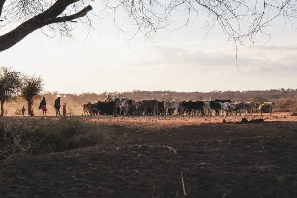 Maasai herdsmen herding a herd of cows in the dry season in south kenya
