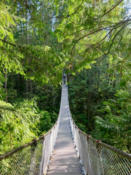istock The Suspension Bridge in Lynn Canyon 1401798453