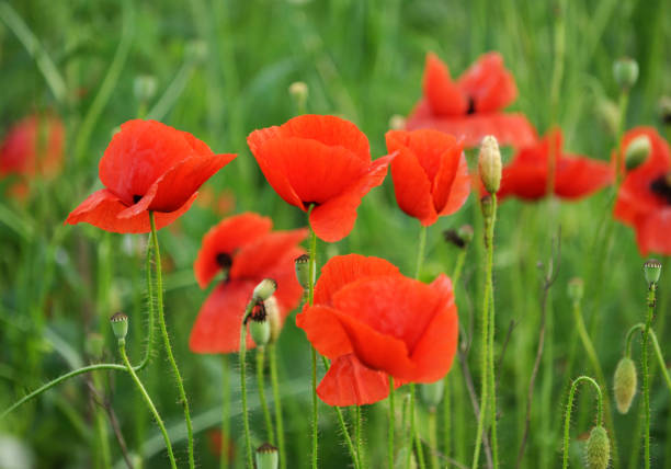 istock Flowering wild poppy (Papaver rhoeas) 1401798479