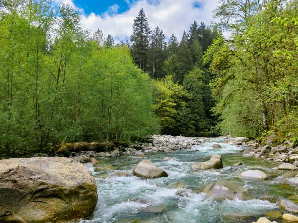 istock Lush Forest and Fresh Air in Lynn Canyon Park 1401799191