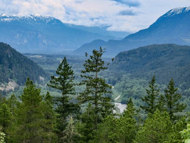 istock Lush Forest and Fresh Air in Lynn Canyon Park 1401799228