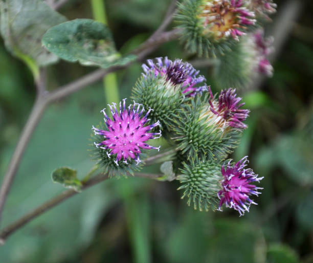 istock In the wildlife bloom burdock 1401799240